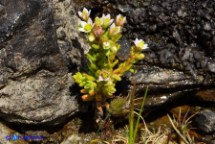 Borracina villosa (Sedum villosum)