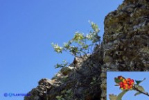 Sorbo montano (Sorbus aria subsp. aria)