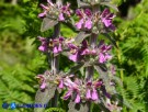 Vai al capitolo STACHYS GERMANICA Go to section STACHYS GERMANICA