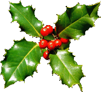 Ilex aquifolium