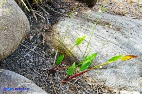 Alisma plantago-aquatica (Alisma comune)