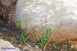 Alisma plantago-aquatica (Alisma comune)