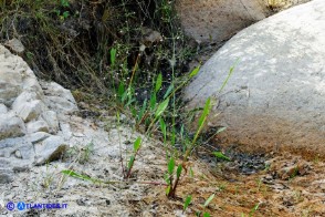 Alisma plantago-aquatica (Alisma comune)