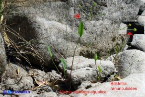 Alisma plantago-aquatica (Alisma comune) e Baldellia ranuculoides