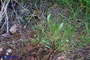 Alisma plantago-aquatica (Alisma comune)