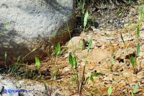 Alisma plantago-aquatica (Alisma comune)