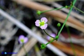 Alisma plantago-aquatica (Alisma comune)