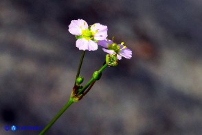 Alisma plantago-aquatica (Alisma comune)