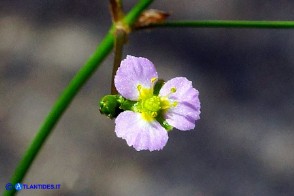 Alisma plantago-aquatica (Alisma comune)