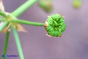 Alisma plantago-aquatica (Alisma comune)