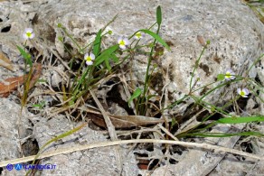 Baldellia ranunculoides (Baldellia ranuncoloide)