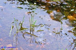 Baldellia ranunculoides (Baldellia ranuncoloide)