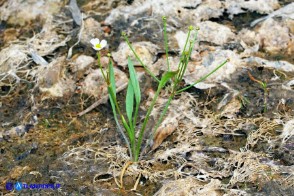 Baldellia ranunculoides (Baldellia ranuncoloide)