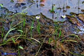 Baldellia ranunculoides (Baldellia ranuncoloide)