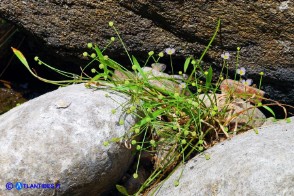 Baldellia ranunculoides (Baldellia ranuncoloide)