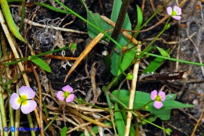 Baldellia ranunculoides (Baldellia ranuncoloide)