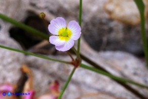 Baldellia ranunculoides (Baldellia ranuncoloide)