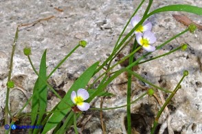 Baldellia ranunculoides (Baldellia ranuncoloide)