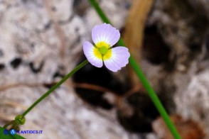 Baldellia ranunculoides (Baldellia ranuncoloide)