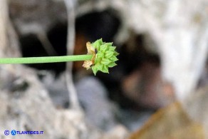 Baldellia ranunculoides (Baldellia ranuncoloide): il frutto