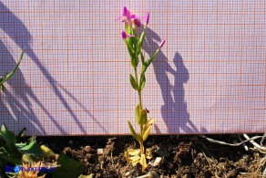 Centaurium pulchellum subsp. pulchellum (Centauro elegante)