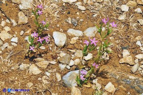 Centaurium pulchellum subsp. pulchellum (Centauro elegante)