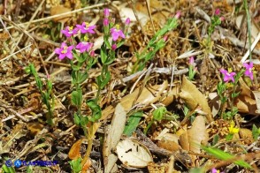 Centaurium pulchellum subsp. pulchellum (Centauro elegante)