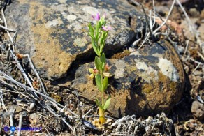 Centaurium pulchellum subsp. pulchellum (Centauro elegante)