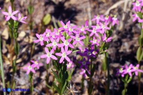 Centaurium pulchellum subsp. pulchellum (Centauro elegante)