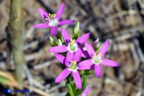 Centaurium pulchellum subsp. pulchellum (Centauro elegante)