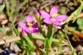 Centaurium pulchellum subsp. pulchellum (Centauro elegante)