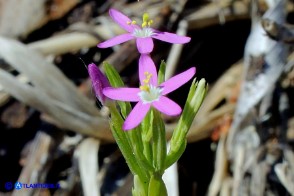 Centaurium pulchellum subsp. pulchellum (Centauro elegante)