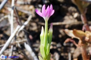 Centaurium pulchellum subsp. pulchellum (Centauro elegante)