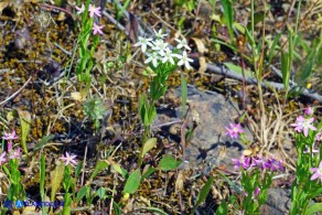 Centaurium pulchellum subsp. pulchellum (Centauro elegante): esemplare a fiori bianchi