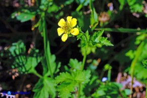 Geum urbanum (Cariofillata comune, Erba di San Benedetto)