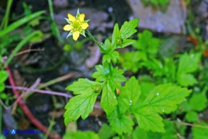 Geum urbanum (Cariofillata comune, Erba di San Benedetto)