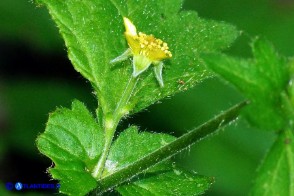 Geum urbanum (Cariofillata comune, Erba di San Benedetto)