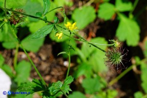 Geum urbanum (Cariofillata comune, Erba di San Benedetto)