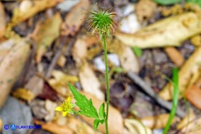 Geum urbanum (Cariofillata comune, Erba di San Benedetto)