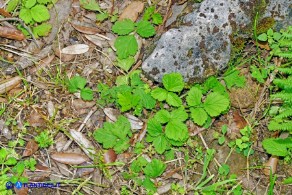 Geum urbanum (Cariofillata comune, Erba di San Benedetto)