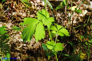 Geum urbanum (Cariofillata comune, Erba di San Benedetto)