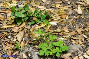 Geum urbanum (Cariofillata comune, Erba di San Benedetto)