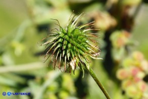 Geum urbanum (Cariofillata comune, Erba di San Benedetto)