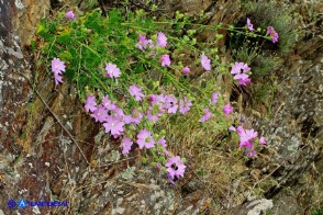 Malva alcea