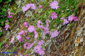 Malva alcea