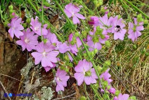 Malva alcea