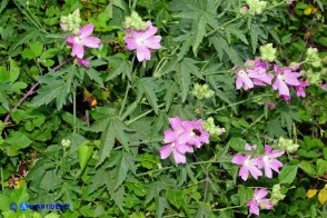 Malva alcea