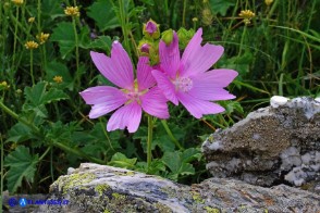 Malva alcea