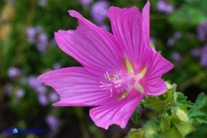 Malva alcea