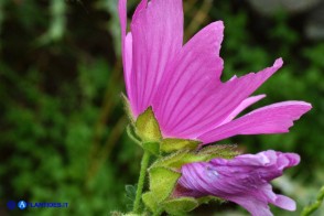 Malva alcea